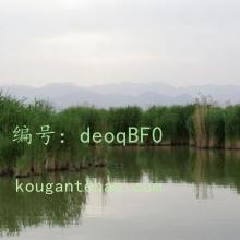 ѹ