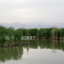 ѹ